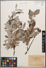 Foto von Salix caprea L. x Salix lapponum L.